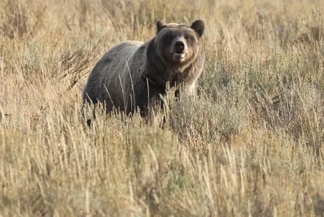 Backpacker Assaulted by Bear in Wilderness Area Air Lifted to Trauma Center
