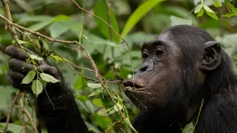 Apes Drinking a Daily Dose of One Lager Daily from Fermented Fruit, Study Reveals